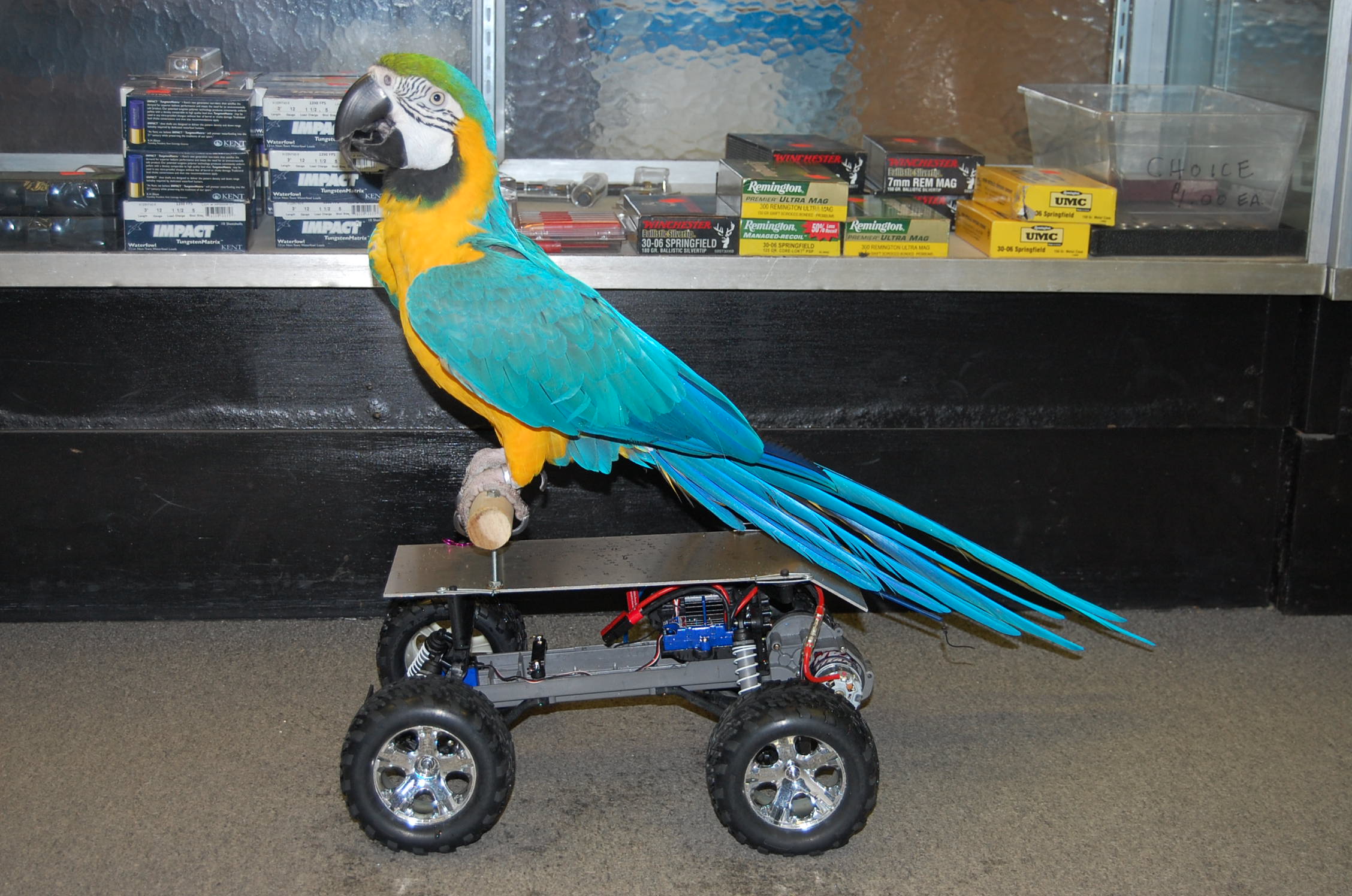 Charlie the Pawn Bird on his Truck